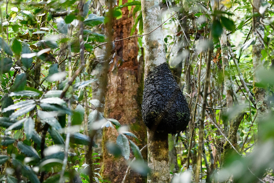 Giant ant nest on tree, V.O.I.M.M.A. Community Reserve, Madagascar This concludes our arrival day in the Andasibe area, with two full days to come. Africa,Andasibe,Madagascar,Madagascar 2019,V.O.I.M.M.A. Community Reserve,World
