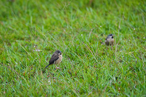 Madagascan mannikin, Andasibe, Madagascar Found early in the morning in the garden of the lodge in Andasibe we were staying.. Africa,Andasibe,Lepidopygia nana,Madagascan mannikin,Madagascar,Madagascar 2019,World