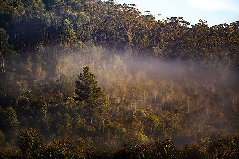 Misty Andasibe morning, Madagascar The tree line of remote forest as seen from our lodge in Andasibe. This being winter, only around 8AM will the sun first touch upon the forest, rapidly evaporating the dew.  Africa,Andasibe,Geotagged,Madagascar,Madagascar 2019,Winter,World