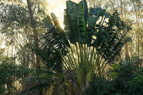 Travellers palm, Andasibe, Madagascar Backlit by sunset, found in the gardens of our lodge in Andasibe, Madagascar. Africa,Andasibe,Madagascar,Madagascar 2019,Ravenala madagascariensis,Travellers palm,World