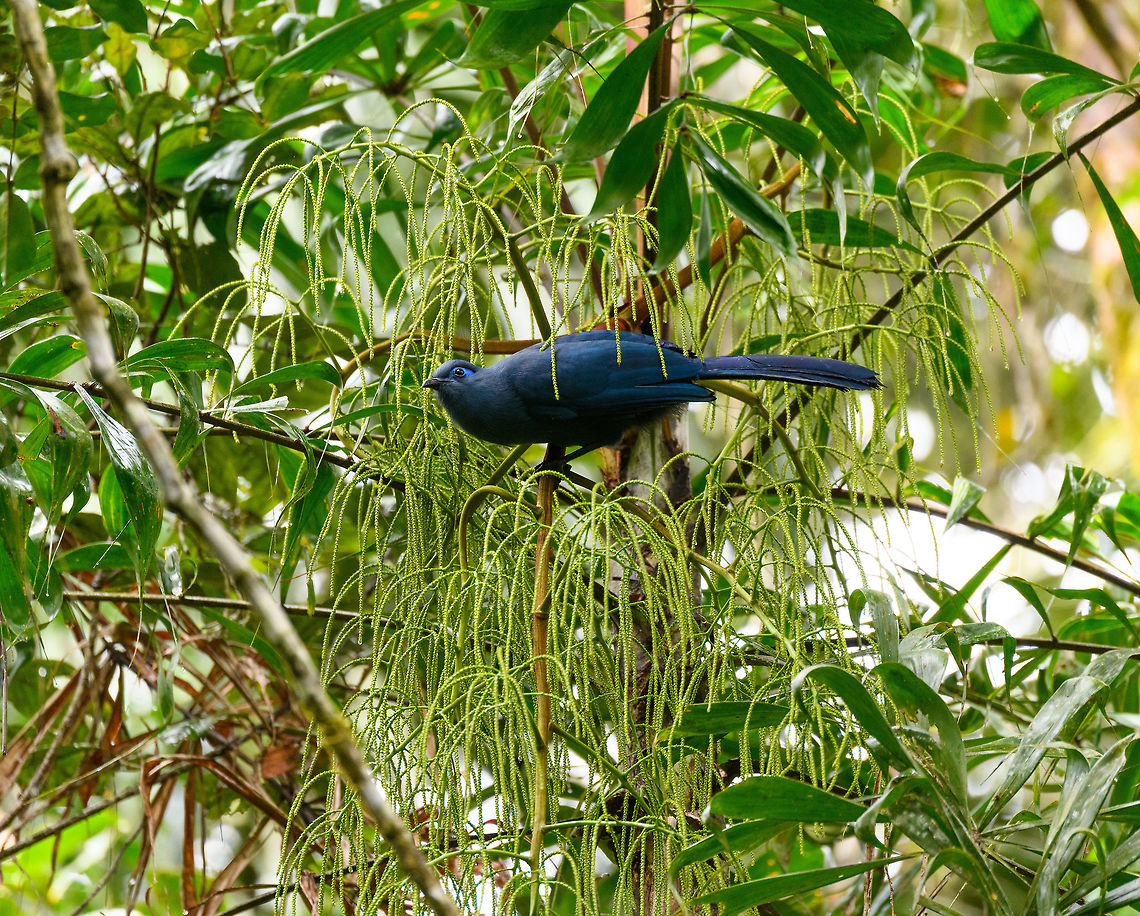 Blue Coua, Andasibe, Madagascar A large (50cm) Coua endemic to the west of Madagascar. Not uncommon to see but tricky to photograph as it&#039;s almost always obstructed. We were lucky that for a fleeting second it landed on this tree. To compensate for about 30 completely unusable shots. Africa,Andasibe,Blue Coua,Coua caerulea,Madagascar,Madagascar 2019,World