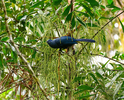 Blue Coua, Andasibe, Madagascar A large (50cm) Coua endemic to the west of Madagascar. Not uncommon to see but tricky to photograph as it's almost always obstructed. We were lucky that for a fleeting second it landed on this tree. To compensate for about 30 completely unusable shots. Africa,Andasibe,Blue Coua,Coua caerulea,Madagascar,Madagascar 2019,World