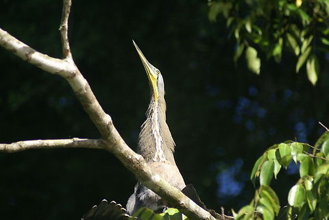 Bare-throated Tiger-Heron displays "Do not come any further, stranger" Bare-throated Tiger-Heron,Birds,Costa Rica,Heron