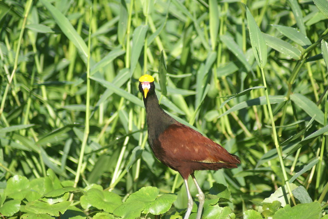 Northern Jacana Biker helmet included. Birds,Costa Rica,Jacana spinosa,Northern Jacana