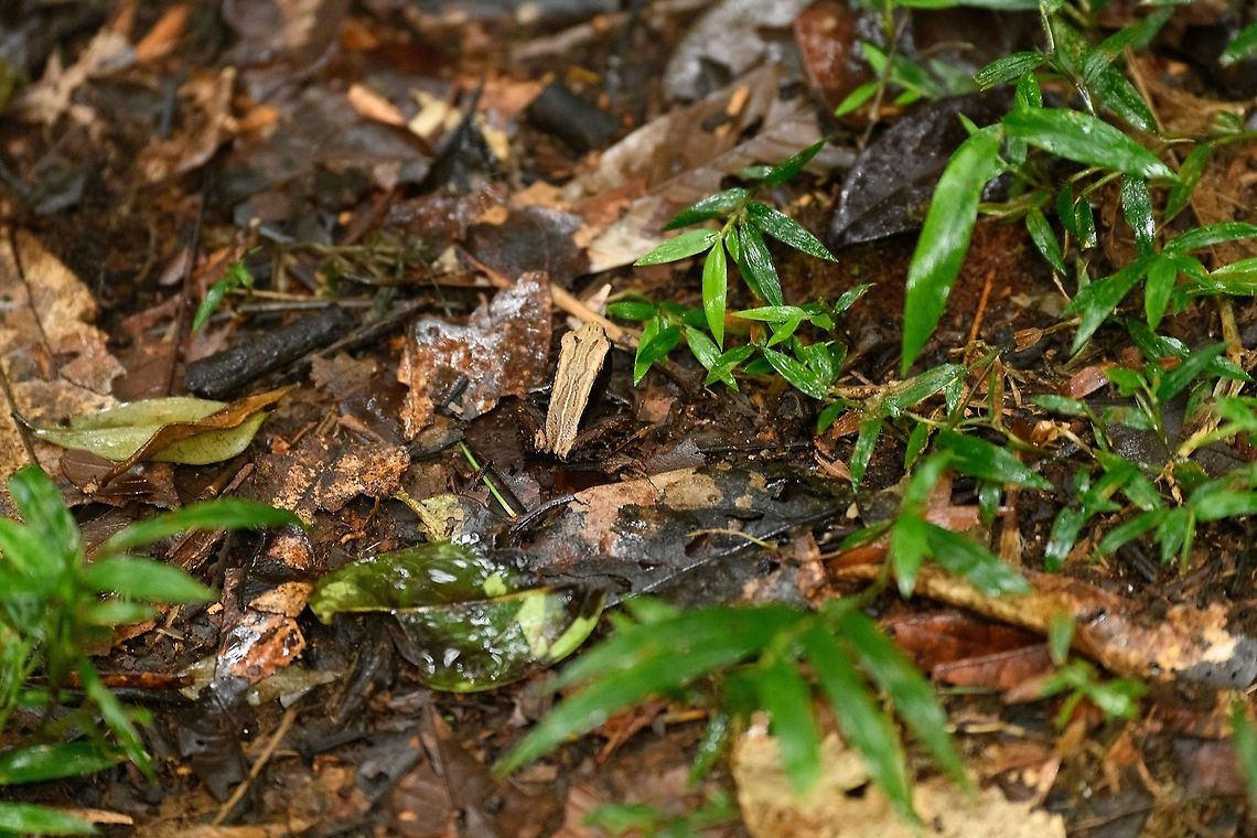 Mantidactylus opiparis, Andasibe, Madagascar Didn't have the macro setup ready yet so only have this noisy tele shot. ID tentative, this is likely opiparis but could also be albofrenatus.<br />
<figure class="photo"><a href="https://www.jungledragon.com/image/85911/mantidactylus_opiparis_-_side_view_andasibe_madagascar.html" title="Mantidactylus opiparis - side view, Andasibe, Madagascar"><img src="https://s3.amazonaws.com/media.jungledragon.com/images/2/85911_thumb.jpg?AWSAccessKeyId=05GMT0V3GWVNE7GGM1R2&Expires=1770854410&Signature=%2FWB3%2F8fszlMg4PuEBQYslnY%2FdpE%3D" width="200" height="134" alt="Mantidactylus opiparis - side view, Andasibe, Madagascar Didn't have the macro setup ready yet so only have this noisy tele shot. ID tentative, this is likely opiparis but could also be albofrenatus.<br />
https://www.jungledragon.com/image/85910/mantidactylus_opiparis_andasibe_madagascar.html Africa,Andasibe,Madagascar,Madagascar 2019,Mantidactylus opiparis,World" /></a></figure> Africa,Andasibe,Madagascar,Madagascar 2019,Mantidactylus opiparis,World