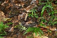 Mantidactylus opiparis, Andasibe, Madagascar Didn't have the macro setup ready yet so only have this noisy tele shot. ID tentative, this is likely opiparis but could also be albofrenatus.<br />
https://www.jungledragon.com/image/85911/mantidactylus_opiparis_-_side_view_andasibe_madagascar.html Africa,Andasibe,Madagascar,Madagascar 2019,Mantidactylus opiparis,World