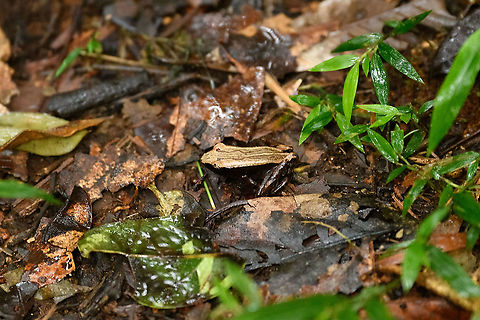 Mantidactylus opiparis