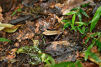 Mantidactylus opiparis - side view, Andasibe, Madagascar Didn't have the macro setup ready yet so only have this noisy tele shot. ID tentative, this is likely opiparis but could also be albofrenatus.<br />
https://www.jungledragon.com/image/85910/mantidactylus_opiparis_andasibe_madagascar.html Africa,Andasibe,Madagascar,Madagascar 2019,Mantidactylus opiparis,World