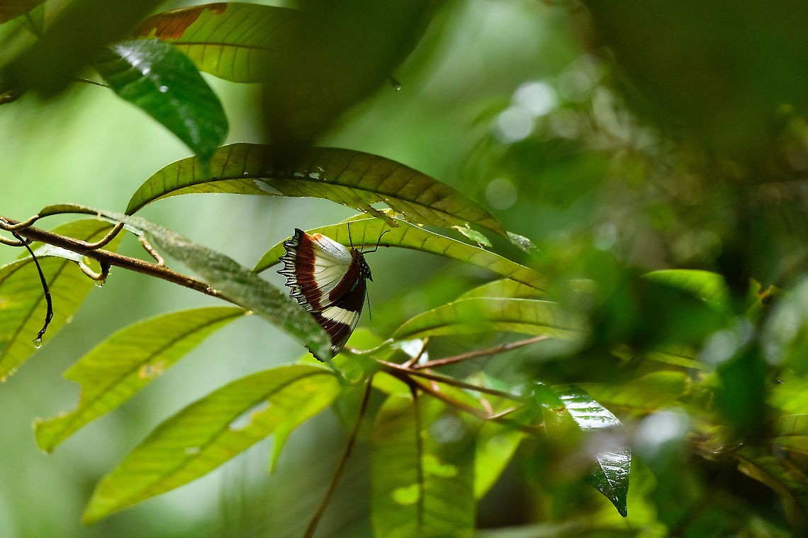 Madagascar diadem at rest, Andasibe, Madagascar A very large butterfly, hanging upside down at rest. It was overarching a wide stream so could not get a better angle. Africa,Andasibe,Hypolimnas dexithea,Madagascar,Madagascar 2019,Madagascar diadem,World