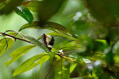 Madagascar diadem at rest, Andasibe, Madagascar A very large butterfly, hanging upside down at rest. It was overarching a wide stream so could not get a better angle. Africa,Andasibe,Hypolimnas dexithea,Madagascar,Madagascar 2019,Madagascar diadem,World