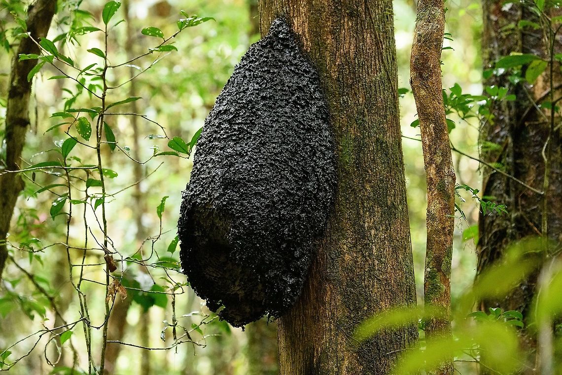 Large ant nest on tree, Andasibe, Madagascar At least twice the size of the one found a day before:<br />
<figure class="photo"><a href="https://www.jungledragon.com/image/85630/giant_ant_nest_on_tree_v.o.i.m.m.a._community_reserve_madagascar.html" title="Giant ant nest on tree, V.O.I.M.M.A. Community Reserve, Madagascar"><img src="https://s3.amazonaws.com/media.jungledragon.com/images/2/85630_thumb.jpg?AWSAccessKeyId=05GMT0V3GWVNE7GGM1R2&Expires=1763596810&Signature=TSZrBbNfOQP0MwDgqV1Zqm3%2BqUA%3D" width="200" height="134" alt="Giant ant nest on tree, V.O.I.M.M.A. Community Reserve, Madagascar This concludes our arrival day in the Andasibe area, with two full days to come. Africa,Andasibe,Madagascar,Madagascar 2019,V.O.I.M.M.A. Community Reserve,World" /></a></figure> Africa,Andasibe,Madagascar,Madagascar 2019,World