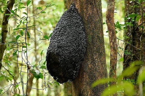 Large ant nest on tree, Andasibe, Madagascar At least twice the size of the one found a day before:
https://www.jungledragon.com/image/85630/giant_ant_nest_on_tree_v.o.i.m.m.a._community_reserve_madagascar.html Africa,Andasibe,Madagascar,Madagascar 2019,World