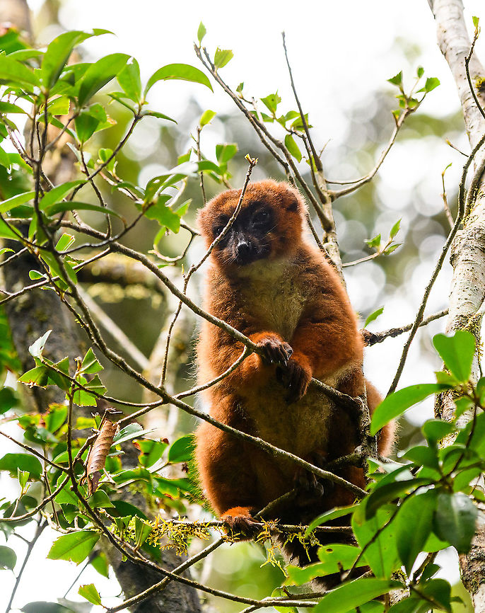 Red-bellied lemur - standing, Andasibe, Madagascar Another fun meeting in the wild with these social animals that always seem to be feeding, and doing so loudly.<br />
<figure class="photo"><a href="https://www.jungledragon.com/image/85915/red-bellied_lemur_-_reaching_andasibe_madagascar.html" title="Red-bellied lemur - reaching, Andasibe, Madagascar"><img src="https://s3.amazonaws.com/media.jungledragon.com/images/2/85915_thumb.jpg?AWSAccessKeyId=05GMT0V3GWVNE7GGM1R2&Expires=1759968010&Signature=%2Bei8pM5pfEHElfl4gLD6lcIfBXE%3D" width="200" height="134" alt="Red-bellied lemur - reaching, Andasibe, Madagascar Another fun meeting in the wild with these social animals that always seem to be feeding, and doing so loudly.<br />
https://www.jungledragon.com/image/85914/red-bellied_lemur_-_standing_andasibe_madagascar.html<br />
https://www.jungledragon.com/image/85916/red-bellied_lemur_-_closeup_andasibe_madagascar.html<br />
https://www.jungledragon.com/image/85917/red-bellied_lemur_-_peeking_andasibe_madagascar.html<br />
https://www.jungledragon.com/image/85918/red-bellied_lemur_-_quality_check_andasibe_madagascar.html Africa,Andasibe,Eulemur rubriventer,Madagascar,Madagascar 2019,Red-bellied lemur,World" /></a></figure><br />
<figure class="photo"><a href="https://www.jungledragon.com/image/85916/red-bellied_lemur_-_closeup_andasibe_madagascar.html" title="Red-bellied lemur - closeup, Andasibe, Madagascar"><img src="https://s3.amazonaws.com/media.jungledragon.com/images/2/85916_thumb.jpg?AWSAccessKeyId=05GMT0V3GWVNE7GGM1R2&Expires=1759968010&Signature=qGyHMNCfmXFm2gXstwkOwMAW1sg%3D" width="200" height="134" alt="Red-bellied lemur - closeup, Andasibe, Madagascar Another fun meeting in the wild with these social animals that always seem to be feeding, and doing so loudly.<br />
https://www.jungledragon.com/image/85914/red-bellied_lemur_-_standing_andasibe_madagascar.html<br />
https://www.jungledragon.com/image/85915/red-bellied_lemur_-_reaching_andasibe_madagascar.html<br />
https://www.jungledragon.com/image/85917/red-bellied_lemur_-_peeking_andasibe_madagascar.html<br />
https://www.jungledragon.com/image/85918/red-bellied_lemur_-_quality_check_andasibe_madagascar.html Africa,Andasibe,Eulemur rubriventer,Geotagged,Madagascar,Madagascar 2019,Red-bellied lemur,Winter,World" /></a></figure><br />
<figure class="photo"><a href="https://www.jungledragon.com/image/85917/red-bellied_lemur_-_peeking_andasibe_madagascar.html" title="Red-bellied lemur - peeking, Andasibe, Madagascar"><img src="https://s3.amazonaws.com/media.jungledragon.com/images/2/85917_thumb.jpg?AWSAccessKeyId=05GMT0V3GWVNE7GGM1R2&Expires=1759968010&Signature=ODU9f5SfjDAKvW0L1EidZv82n74%3D" width="200" height="172" alt="Red-bellied lemur - peeking, Andasibe, Madagascar Another fun meeting in the wild with these social animals that always seem to be feeding, and doing so loudly.<br />
https://www.jungledragon.com/image/85914/red-bellied_lemur_-_standing_andasibe_madagascar.html<br />
https://www.jungledragon.com/image/85915/red-bellied_lemur_-_reaching_andasibe_madagascar.html<br />
https://www.jungledragon.com/image/85916/red-bellied_lemur_-_closeup_andasibe_madagascar.html<br />
https://www.jungledragon.com/image/85918/red-bellied_lemur_-_quality_check_andasibe_madagascar.html Africa,Andasibe,Eulemur rubriventer,Geotagged,Madagascar,Madagascar 2019,Red-bellied lemur,Winter,World" /></a></figure><br />
<figure class="photo"><a href="https://www.jungledragon.com/image/85918/red-bellied_lemur_-_quality_check_andasibe_madagascar.html" title="Red-bellied lemur - quality check, Andasibe, Madagascar"><img src="https://s3.amazonaws.com/media.jungledragon.com/images/2/85918_thumb.jpg?AWSAccessKeyId=05GMT0V3GWVNE7GGM1R2&Expires=1759968010&Signature=ssFKQc1zK5Q2B0vosjlp%2B6K2M9U%3D" width="142" height="152" alt="Red-bellied lemur - quality check, Andasibe, Madagascar Another fun meeting in the wild with these social animals that always seem to be feeding, and doing so loudly.<br />
https://www.jungledragon.com/image/85914/red-bellied_lemur_-_standing_andasibe_madagascar.html<br />
https://www.jungledragon.com/image/85915/red-bellied_lemur_-_reaching_andasibe_madagascar.html<br />
https://www.jungledragon.com/image/85916/red-bellied_lemur_-_closeup_andasibe_madagascar.html<br />
https://www.jungledragon.com/image/85917/red-bellied_lemur_-_peeking_andasibe_madagascar.html Africa,Andasibe,Eulemur rubriventer,Madagascar,Madagascar 2019,Red-bellied lemur,World" /></a></figure> Africa,Andasibe,Eulemur rubriventer,Madagascar,Madagascar 2019,Red-bellied lemur,World