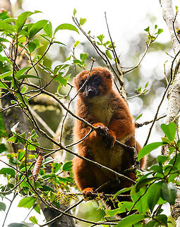 Red-bellied lemur - standing, Andasibe, Madagascar Another fun meeting in the wild with these social animals that always seem to be feeding, and doing so loudly.
https://www.jungledragon.com/image/85915/red-bellied_lemur_-_reaching_andasibe_madagascar.html
https://www.jungledragon.com/image/85916/red-bellied_lemur_-_closeup_andasibe_madagascar.html
https://www.jungledragon.com/image/85917/red-bellied_lemur_-_peeking_andasibe_madagascar.html
https://www.jungledragon.com/image/85918/red-bellied_lemur_-_quality_check_andasibe_madagascar.html Africa,Andasibe,Eulemur rubriventer,Madagascar,Madagascar 2019,Red-bellied lemur,World