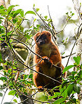 Red-bellied lemur - standing, Andasibe, Madagascar Another fun meeting in the wild with these social animals that always seem to be feeding, and doing so loudly.<br />
https://www.jungledragon.com/image/85915/red-bellied_lemur_-_reaching_andasibe_madagascar.html<br />
https://www.jungledragon.com/image/85916/red-bellied_lemur_-_closeup_andasibe_madagascar.html<br />
https://www.jungledragon.com/image/85917/red-bellied_lemur_-_peeking_andasibe_madagascar.html<br />
https://www.jungledragon.com/image/85918/red-bellied_lemur_-_quality_check_andasibe_madagascar.html Africa,Andasibe,Eulemur rubriventer,Madagascar,Madagascar 2019,Red-bellied lemur,World