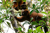 Red-bellied lemur - reaching, Andasibe, Madagascar Another fun meeting in the wild with these social animals that always seem to be feeding, and doing so loudly.<br />
https://www.jungledragon.com/image/85914/red-bellied_lemur_-_standing_andasibe_madagascar.html<br />
https://www.jungledragon.com/image/85916/red-bellied_lemur_-_closeup_andasibe_madagascar.html<br />
https://www.jungledragon.com/image/85917/red-bellied_lemur_-_peeking_andasibe_madagascar.html<br />
https://www.jungledragon.com/image/85918/red-bellied_lemur_-_quality_check_andasibe_madagascar.html Africa,Andasibe,Eulemur rubriventer,Madagascar,Madagascar 2019,Red-bellied lemur,World