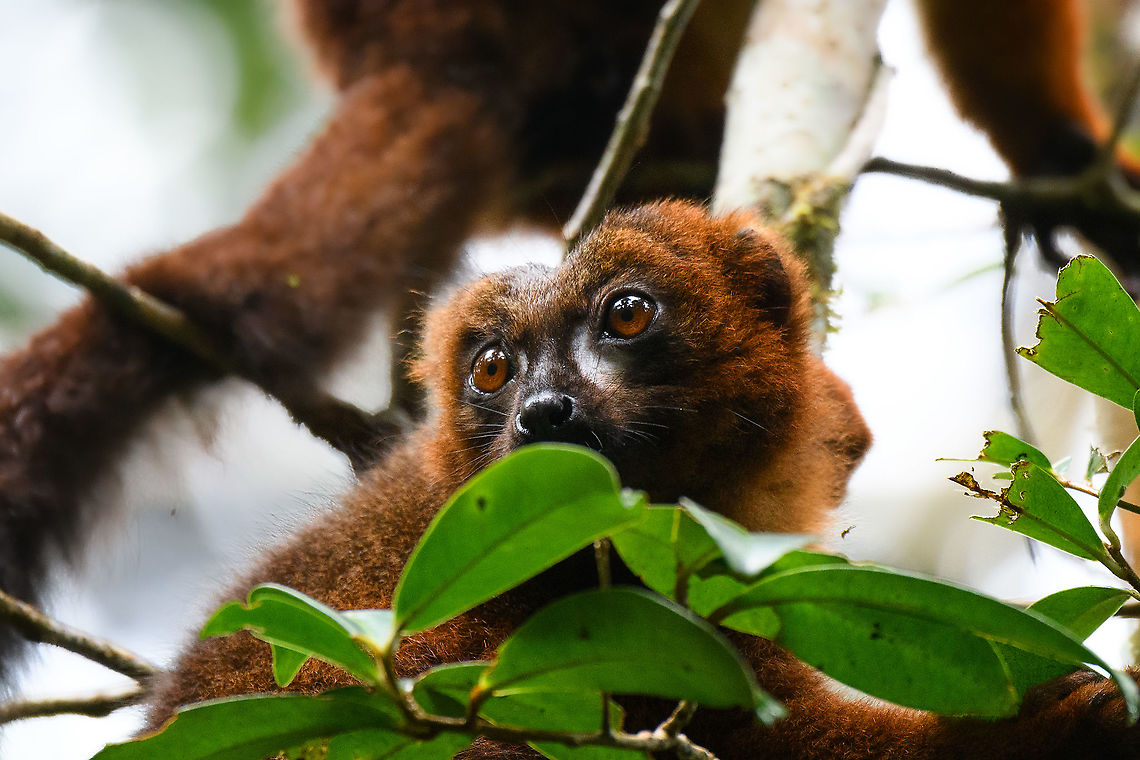 Red-bellied lemur - closeup, Andasibe, Madagascar Another fun meeting in the wild with these social animals that always seem to be feeding, and doing so loudly.<br />
<figure class="photo"><a href="https://www.jungledragon.com/image/85914/red-bellied_lemur_-_standing_andasibe_madagascar.html" title="Red-bellied lemur - standing, Andasibe, Madagascar"><img src="https://s3.amazonaws.com/media.jungledragon.com/images/2/85914_thumb.jpg?AWSAccessKeyId=05GMT0V3GWVNE7GGM1R2&Expires=1759968010&Signature=89P9%2FiAVdQ7HTw%2Bsz9mW1GAwZP4%3D" width="122" height="152" alt="Red-bellied lemur - standing, Andasibe, Madagascar Another fun meeting in the wild with these social animals that always seem to be feeding, and doing so loudly.<br />
https://www.jungledragon.com/image/85915/red-bellied_lemur_-_reaching_andasibe_madagascar.html<br />
https://www.jungledragon.com/image/85916/red-bellied_lemur_-_closeup_andasibe_madagascar.html<br />
https://www.jungledragon.com/image/85917/red-bellied_lemur_-_peeking_andasibe_madagascar.html<br />
https://www.jungledragon.com/image/85918/red-bellied_lemur_-_quality_check_andasibe_madagascar.html Africa,Andasibe,Eulemur rubriventer,Madagascar,Madagascar 2019,Red-bellied lemur,World" /></a></figure><br />
<figure class="photo"><a href="https://www.jungledragon.com/image/85915/red-bellied_lemur_-_reaching_andasibe_madagascar.html" title="Red-bellied lemur - reaching, Andasibe, Madagascar"><img src="https://s3.amazonaws.com/media.jungledragon.com/images/2/85915_thumb.jpg?AWSAccessKeyId=05GMT0V3GWVNE7GGM1R2&Expires=1759968010&Signature=%2Bei8pM5pfEHElfl4gLD6lcIfBXE%3D" width="200" height="134" alt="Red-bellied lemur - reaching, Andasibe, Madagascar Another fun meeting in the wild with these social animals that always seem to be feeding, and doing so loudly.<br />
https://www.jungledragon.com/image/85914/red-bellied_lemur_-_standing_andasibe_madagascar.html<br />
https://www.jungledragon.com/image/85916/red-bellied_lemur_-_closeup_andasibe_madagascar.html<br />
https://www.jungledragon.com/image/85917/red-bellied_lemur_-_peeking_andasibe_madagascar.html<br />
https://www.jungledragon.com/image/85918/red-bellied_lemur_-_quality_check_andasibe_madagascar.html Africa,Andasibe,Eulemur rubriventer,Madagascar,Madagascar 2019,Red-bellied lemur,World" /></a></figure><br />
<figure class="photo"><a href="https://www.jungledragon.com/image/85917/red-bellied_lemur_-_peeking_andasibe_madagascar.html" title="Red-bellied lemur - peeking, Andasibe, Madagascar"><img src="https://s3.amazonaws.com/media.jungledragon.com/images/2/85917_thumb.jpg?AWSAccessKeyId=05GMT0V3GWVNE7GGM1R2&Expires=1759968010&Signature=ODU9f5SfjDAKvW0L1EidZv82n74%3D" width="200" height="172" alt="Red-bellied lemur - peeking, Andasibe, Madagascar Another fun meeting in the wild with these social animals that always seem to be feeding, and doing so loudly.<br />
https://www.jungledragon.com/image/85914/red-bellied_lemur_-_standing_andasibe_madagascar.html<br />
https://www.jungledragon.com/image/85915/red-bellied_lemur_-_reaching_andasibe_madagascar.html<br />
https://www.jungledragon.com/image/85916/red-bellied_lemur_-_closeup_andasibe_madagascar.html<br />
https://www.jungledragon.com/image/85918/red-bellied_lemur_-_quality_check_andasibe_madagascar.html Africa,Andasibe,Eulemur rubriventer,Geotagged,Madagascar,Madagascar 2019,Red-bellied lemur,Winter,World" /></a></figure><br />
<figure class="photo"><a href="https://www.jungledragon.com/image/85918/red-bellied_lemur_-_quality_check_andasibe_madagascar.html" title="Red-bellied lemur - quality check, Andasibe, Madagascar"><img src="https://s3.amazonaws.com/media.jungledragon.com/images/2/85918_thumb.jpg?AWSAccessKeyId=05GMT0V3GWVNE7GGM1R2&Expires=1759968010&Signature=ssFKQc1zK5Q2B0vosjlp%2B6K2M9U%3D" width="142" height="152" alt="Red-bellied lemur - quality check, Andasibe, Madagascar Another fun meeting in the wild with these social animals that always seem to be feeding, and doing so loudly.<br />
https://www.jungledragon.com/image/85914/red-bellied_lemur_-_standing_andasibe_madagascar.html<br />
https://www.jungledragon.com/image/85915/red-bellied_lemur_-_reaching_andasibe_madagascar.html<br />
https://www.jungledragon.com/image/85916/red-bellied_lemur_-_closeup_andasibe_madagascar.html<br />
https://www.jungledragon.com/image/85917/red-bellied_lemur_-_peeking_andasibe_madagascar.html Africa,Andasibe,Eulemur rubriventer,Madagascar,Madagascar 2019,Red-bellied lemur,World" /></a></figure> Africa,Andasibe,Eulemur rubriventer,Geotagged,Madagascar,Madagascar 2019,Red-bellied lemur,Winter,World