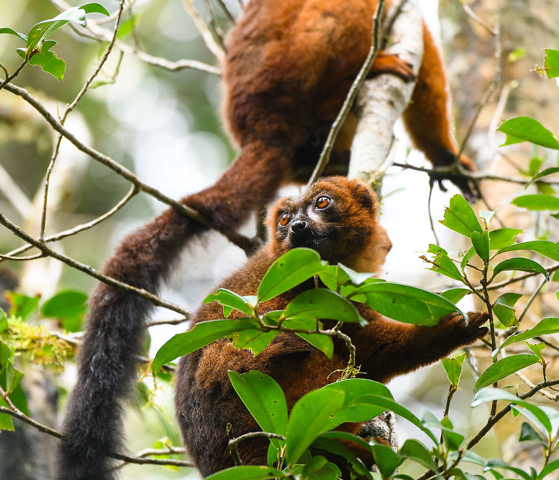 Red-bellied lemur - peeking, Andasibe, Madagascar Another fun meeting in the wild with these social animals that always seem to be feeding, and doing so loudly.<br />
<figure class="photo"><a href="https://www.jungledragon.com/image/85914/red-bellied_lemur_-_standing_andasibe_madagascar.html" title="Red-bellied lemur - standing, Andasibe, Madagascar"><img src="https://s3.amazonaws.com/media.jungledragon.com/images/2/85914_thumb.jpg?AWSAccessKeyId=05GMT0V3GWVNE7GGM1R2&Expires=1759968010&Signature=89P9%2FiAVdQ7HTw%2Bsz9mW1GAwZP4%3D" width="122" height="152" alt="Red-bellied lemur - standing, Andasibe, Madagascar Another fun meeting in the wild with these social animals that always seem to be feeding, and doing so loudly.<br />
https://www.jungledragon.com/image/85915/red-bellied_lemur_-_reaching_andasibe_madagascar.html<br />
https://www.jungledragon.com/image/85916/red-bellied_lemur_-_closeup_andasibe_madagascar.html<br />
https://www.jungledragon.com/image/85917/red-bellied_lemur_-_peeking_andasibe_madagascar.html<br />
https://www.jungledragon.com/image/85918/red-bellied_lemur_-_quality_check_andasibe_madagascar.html Africa,Andasibe,Eulemur rubriventer,Madagascar,Madagascar 2019,Red-bellied lemur,World" /></a></figure><br />
<figure class="photo"><a href="https://www.jungledragon.com/image/85915/red-bellied_lemur_-_reaching_andasibe_madagascar.html" title="Red-bellied lemur - reaching, Andasibe, Madagascar"><img src="https://s3.amazonaws.com/media.jungledragon.com/images/2/85915_thumb.jpg?AWSAccessKeyId=05GMT0V3GWVNE7GGM1R2&Expires=1759968010&Signature=%2Bei8pM5pfEHElfl4gLD6lcIfBXE%3D" width="200" height="134" alt="Red-bellied lemur - reaching, Andasibe, Madagascar Another fun meeting in the wild with these social animals that always seem to be feeding, and doing so loudly.<br />
https://www.jungledragon.com/image/85914/red-bellied_lemur_-_standing_andasibe_madagascar.html<br />
https://www.jungledragon.com/image/85916/red-bellied_lemur_-_closeup_andasibe_madagascar.html<br />
https://www.jungledragon.com/image/85917/red-bellied_lemur_-_peeking_andasibe_madagascar.html<br />
https://www.jungledragon.com/image/85918/red-bellied_lemur_-_quality_check_andasibe_madagascar.html Africa,Andasibe,Eulemur rubriventer,Madagascar,Madagascar 2019,Red-bellied lemur,World" /></a></figure><br />
<figure class="photo"><a href="https://www.jungledragon.com/image/85916/red-bellied_lemur_-_closeup_andasibe_madagascar.html" title="Red-bellied lemur - closeup, Andasibe, Madagascar"><img src="https://s3.amazonaws.com/media.jungledragon.com/images/2/85916_thumb.jpg?AWSAccessKeyId=05GMT0V3GWVNE7GGM1R2&Expires=1759968010&Signature=qGyHMNCfmXFm2gXstwkOwMAW1sg%3D" width="200" height="134" alt="Red-bellied lemur - closeup, Andasibe, Madagascar Another fun meeting in the wild with these social animals that always seem to be feeding, and doing so loudly.<br />
https://www.jungledragon.com/image/85914/red-bellied_lemur_-_standing_andasibe_madagascar.html<br />
https://www.jungledragon.com/image/85915/red-bellied_lemur_-_reaching_andasibe_madagascar.html<br />
https://www.jungledragon.com/image/85917/red-bellied_lemur_-_peeking_andasibe_madagascar.html<br />
https://www.jungledragon.com/image/85918/red-bellied_lemur_-_quality_check_andasibe_madagascar.html Africa,Andasibe,Eulemur rubriventer,Geotagged,Madagascar,Madagascar 2019,Red-bellied lemur,Winter,World" /></a></figure><br />
<figure class="photo"><a href="https://www.jungledragon.com/image/85918/red-bellied_lemur_-_quality_check_andasibe_madagascar.html" title="Red-bellied lemur - quality check, Andasibe, Madagascar"><img src="https://s3.amazonaws.com/media.jungledragon.com/images/2/85918_thumb.jpg?AWSAccessKeyId=05GMT0V3GWVNE7GGM1R2&Expires=1759968010&Signature=ssFKQc1zK5Q2B0vosjlp%2B6K2M9U%3D" width="142" height="152" alt="Red-bellied lemur - quality check, Andasibe, Madagascar Another fun meeting in the wild with these social animals that always seem to be feeding, and doing so loudly.<br />
https://www.jungledragon.com/image/85914/red-bellied_lemur_-_standing_andasibe_madagascar.html<br />
https://www.jungledragon.com/image/85915/red-bellied_lemur_-_reaching_andasibe_madagascar.html<br />
https://www.jungledragon.com/image/85916/red-bellied_lemur_-_closeup_andasibe_madagascar.html<br />
https://www.jungledragon.com/image/85917/red-bellied_lemur_-_peeking_andasibe_madagascar.html Africa,Andasibe,Eulemur rubriventer,Madagascar,Madagascar 2019,Red-bellied lemur,World" /></a></figure> Africa,Andasibe,Eulemur rubriventer,Geotagged,Madagascar,Madagascar 2019,Red-bellied lemur,Winter,World