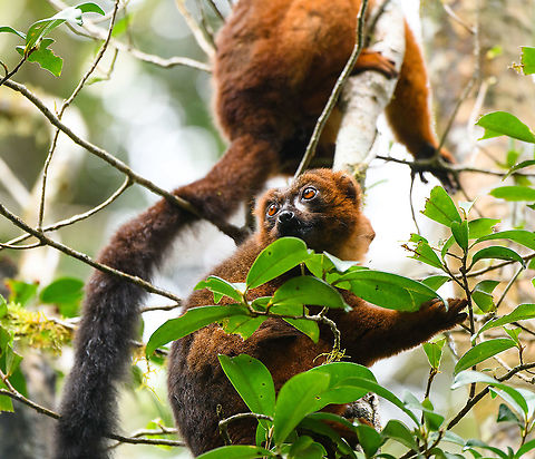 Red-bellied lemur - peeking, Andasibe, Madagascar Another fun meeting in the wild with these social animals that always seem to be feeding, and doing so loudly.
https://www.jungledragon.com/image/85914/red-bellied_lemur_-_standing_andasibe_madagascar.html
https://www.jungledragon.com/image/85915/red-bellied_lemur_-_reaching_andasibe_madagascar.html
https://www.jungledragon.com/image/85916/red-bellied_lemur_-_closeup_andasibe_madagascar.html
https://www.jungledragon.com/image/85918/red-bellied_lemur_-_quality_check_andasibe_madagascar.html Africa,Andasibe,Eulemur rubriventer,Geotagged,Madagascar,Madagascar 2019,Red-bellied lemur,Winter,World