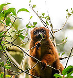 Red-bellied lemur - quality check, Andasibe, Madagascar Another fun meeting in the wild with these social animals that always seem to be feeding, and doing so loudly.<br />
https://www.jungledragon.com/image/85914/red-bellied_lemur_-_standing_andasibe_madagascar.html<br />
https://www.jungledragon.com/image/85915/red-bellied_lemur_-_reaching_andasibe_madagascar.html<br />
https://www.jungledragon.com/image/85916/red-bellied_lemur_-_closeup_andasibe_madagascar.html<br />
https://www.jungledragon.com/image/85917/red-bellied_lemur_-_peeking_andasibe_madagascar.html Africa,Andasibe,Eulemur rubriventer,Madagascar,Madagascar 2019,Red-bellied lemur,World