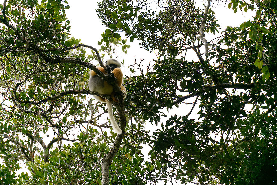 Diademed sifaka, Andasibe, Madagascar One of the largest and most colorful lemurs. Locally known as &quot;simpona&quot;. The meaning of simpona is location dependent. In the east it would refer to the Diademed sifaka. In the north, it refers to one of the rarest mammals on the planet, the Silky Sifaka. There, &quot;simpona&quot; would not be calmly spoken. It would be screamed and everybody hearing it would get shivers and be struck with panic. <br />
<br />
We once had the extraordinary privilege of hearing the word &quot;simpona&quot; in the north:<br />
<figure class="photo"><a href="https://www.jungledragon.com/image/36654/silky_sifaka_couple_greeting_each_other_marojejy_madagascar.html" title="Silky Sifaka couple greeting each other, Marojejy, Madagascar"><img src="https://s3.amazonaws.com/media.jungledragon.com/images/2/36654_thumb.jpg?AWSAccessKeyId=05GMT0V3GWVNE7GGM1R2&Expires=1759968010&Signature=Vry7%2FG3MaVjmwvzIvT8J%2BXNUKhY%3D" width="200" height="134" alt="Silky Sifaka couple greeting each other, Marojejy, Madagascar Spotting these rare mammals was glorious, and in the 15 minutes or so that we observed them, this was the peak moment. The male had been waiting for a few minutes for the female to catch up. Here we see the female just arrived, immediately caressed and greeted by the male.<br />
<br />
At the same time it was a moment of deep shame. These creatures are completely harmless plant eaters living in a very remote habitat, and still us people manage to drive it into extinction. Just because some morons have arbitrarily decided that Rosewood is incredibly valuable, robbing this species of its shrinking habitat. Africa,Geotagged,Madagascar,Madagascar North,Marojejy,Propithecus candidus,Silky sifaka,Spring,World" /></a></figure> Africa,Andasibe,Diademed sifaka,Madagascar,Madagascar 2019,Propithecus diadema,World