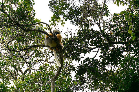 Diademed sifaka, Andasibe, Madagascar One of the largest and most colorful lemurs. Locally known as "simpona". The meaning of simpona is location dependent. In the east it would refer to the Diademed sifaka. In the north, it refers to one of the rarest mammals on the planet, the Silky Sifaka. There, "simpona" would not be calmly spoken. It would be screamed and everybody hearing it would get shivers and be struck with panic. 

We once had the extraordinary privilege of hearing the word "simpona" in the north:
https://www.jungledragon.com/image/36654/silky_sifaka_couple_greeting_each_other_marojejy_madagascar.html Africa,Andasibe,Diademed sifaka,Madagascar,Madagascar 2019,Propithecus diadema,World