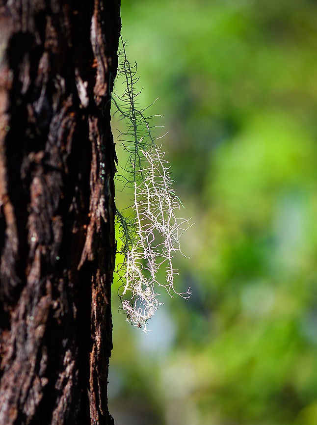 Bearded lichen (usnea sp.), Andasibe, Madagascar Midday arrival at an Andasibe camp site that is typically used for local researchers. Exploring the area on a little solo macro tour, I found a cluster of trees all having these weird branched lichen on them. <br />
<figure class="photo"><a href="https://www.jungledragon.com/image/85972/branched_lichen_-_tree_andasibe_madagascar.html" title="Branched lichen - tree, Andasibe, Madagascar"><img src="https://s3.amazonaws.com/media.jungledragon.com/images/2/85972_thumb.jpg?AWSAccessKeyId=05GMT0V3GWVNE7GGM1R2&Expires=1759968010&Signature=AuBWpH5P8Bm6zk1g4q2cWlYxYvc%3D" width="102" height="152" alt="Branched lichen - tree, Andasibe, Madagascar Midday arrival at an Andasibe camp site that is typically used for local researchers. Exploring the area on a little solo macro tour, I found a cluster of trees all having these weird branched lichen on them. <br />
https://www.jungledragon.com/image/85971/branched_lichen_andasibe_madagascar.html<br />
https://www.jungledragon.com/image/85974/branched_lichen_-_closeup_2_andasibe_madagascar.html<br />
https://www.jungledragon.com/image/85973/branched_lichen_-_closeup_andasibe_madagascar.html Africa,Andasibe,Geotagged,Madagascar,Madagascar 2019,Winter,World" /></a></figure><br />
<figure class="photo"><a href="https://www.jungledragon.com/image/85974/bearded_lichen_usnea_sp._-_closeup_2_andasibe_madagascar.html" title="Bearded lichen (usnea sp.) - closeup 2, Andasibe, Madagascar"><img src="https://s3.amazonaws.com/media.jungledragon.com/images/2/85974_thumb.jpg?AWSAccessKeyId=05GMT0V3GWVNE7GGM1R2&Expires=1759968010&Signature=n1avWxxCb8ztbMCppI841COmZP4%3D" width="104" height="152" alt="Bearded lichen (usnea sp.) - closeup 2, Andasibe, Madagascar Midday arrival at an Andasibe camp site that is typically used for local researchers. Exploring the area on a little solo macro tour, I found a cluster of trees all having these weird branched lichen on them. <br />
https://www.jungledragon.com/image/85971/branched_lichen_andasibe_madagascar.html<br />
https://www.jungledragon.com/image/85972/branched_lichen_-_tree_andasibe_madagascar.html<br />
https://www.jungledragon.com/image/85973/branched_lichen_-_closeup_andasibe_madagascar.html Africa,Andasibe,Geotagged,Madagascar,Madagascar 2019,Winter,World" /></a></figure><br />
<figure class="photo"><a href="https://www.jungledragon.com/image/85973/bearded_lichen_usnea_sp._-_closeup_andasibe_madagascar.html" title="Bearded lichen (usnea sp.) - closeup, Andasibe, Madagascar"><img src="https://s3.amazonaws.com/media.jungledragon.com/images/2/85973_thumb.jpg?AWSAccessKeyId=05GMT0V3GWVNE7GGM1R2&Expires=1759968010&Signature=Yak2Wpjyh2B6JVHq9O8QDW95Vqc%3D" width="102" height="152" alt="Bearded lichen (usnea sp.) - closeup, Andasibe, Madagascar Midday arrival at an Andasibe camp site that is typically used for local researchers. Exploring the area on a little solo macro tour, I found a cluster of trees all having these weird branched lichen on them. <br />
https://www.jungledragon.com/image/85971/branched_lichen_andasibe_madagascar.html<br />
https://www.jungledragon.com/image/85972/branched_lichen_-_tree_andasibe_madagascar.html<br />
https://www.jungledragon.com/image/85974/branched_lichen_-_closeup_2_andasibe_madagascar.html Africa,Andasibe,Geotagged,Madagascar,Madagascar 2019,Winter,World" /></a></figure> Africa,Andasibe,Geotagged,Madagascar,Madagascar 2019,Winter,World