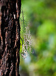 Bearded lichen (usnea sp.), Andasibe, Madagascar Midday arrival at an Andasibe camp site that is typically used for local researchers. Exploring the area on a little solo macro tour, I found a cluster of trees all having these weird branched lichen on them. <br />
https://www.jungledragon.com/image/85972/branched_lichen_-_tree_andasibe_madagascar.html<br />
https://www.jungledragon.com/image/85974/branched_lichen_-_closeup_2_andasibe_madagascar.html<br />
https://www.jungledragon.com/image/85973/branched_lichen_-_closeup_andasibe_madagascar.html Africa,Andasibe,Geotagged,Madagascar,Madagascar 2019,Winter,World
