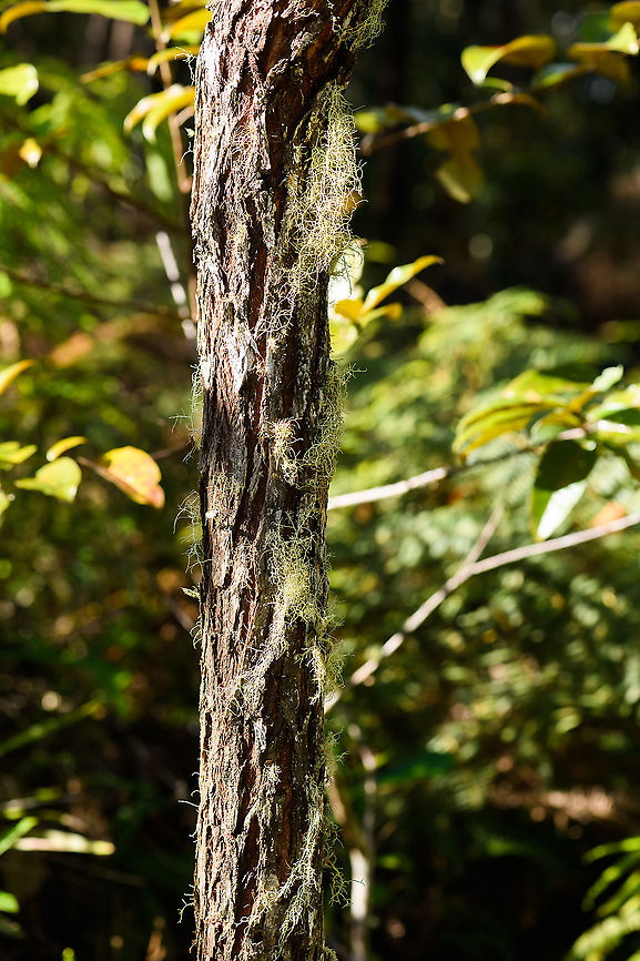 Branched lichen - tree, Andasibe, Madagascar Midday arrival at an Andasibe camp site that is typically used for local researchers. Exploring the area on a little solo macro tour, I found a cluster of trees all having these weird branched lichen on them. <br />
<figure class="photo"><a href="https://www.jungledragon.com/image/85971/bearded_lichen_usnea_sp._andasibe_madagascar.html" title="Bearded lichen (usnea sp.), Andasibe, Madagascar"><img src="https://s3.amazonaws.com/media.jungledragon.com/images/2/85971_thumb.jpg?AWSAccessKeyId=05GMT0V3GWVNE7GGM1R2&Expires=1770854410&Signature=wbc5%2B3Z5J7gEqu43saCcUGj0jtg%3D" width="114" height="152" alt="Bearded lichen (usnea sp.), Andasibe, Madagascar Midday arrival at an Andasibe camp site that is typically used for local researchers. Exploring the area on a little solo macro tour, I found a cluster of trees all having these weird branched lichen on them. <br />
https://www.jungledragon.com/image/85972/branched_lichen_-_tree_andasibe_madagascar.html<br />
https://www.jungledragon.com/image/85974/branched_lichen_-_closeup_2_andasibe_madagascar.html<br />
https://www.jungledragon.com/image/85973/branched_lichen_-_closeup_andasibe_madagascar.html Africa,Andasibe,Geotagged,Madagascar,Madagascar 2019,Winter,World" /></a></figure><br />
<figure class="photo"><a href="https://www.jungledragon.com/image/85974/bearded_lichen_usnea_sp._-_closeup_2_andasibe_madagascar.html" title="Bearded lichen (usnea sp.) - closeup 2, Andasibe, Madagascar"><img src="https://s3.amazonaws.com/media.jungledragon.com/images/2/85974_thumb.jpg?AWSAccessKeyId=05GMT0V3GWVNE7GGM1R2&Expires=1770854410&Signature=zJpqVJ48nUMGjUsRVpTzThJATm4%3D" width="104" height="152" alt="Bearded lichen (usnea sp.) - closeup 2, Andasibe, Madagascar Midday arrival at an Andasibe camp site that is typically used for local researchers. Exploring the area on a little solo macro tour, I found a cluster of trees all having these weird branched lichen on them. <br />
https://www.jungledragon.com/image/85971/branched_lichen_andasibe_madagascar.html<br />
https://www.jungledragon.com/image/85972/branched_lichen_-_tree_andasibe_madagascar.html<br />
https://www.jungledragon.com/image/85973/branched_lichen_-_closeup_andasibe_madagascar.html Africa,Andasibe,Geotagged,Madagascar,Madagascar 2019,Winter,World" /></a></figure><br />
<figure class="photo"><a href="https://www.jungledragon.com/image/85973/bearded_lichen_usnea_sp._-_closeup_andasibe_madagascar.html" title="Bearded lichen (usnea sp.) - closeup, Andasibe, Madagascar"><img src="https://s3.amazonaws.com/media.jungledragon.com/images/2/85973_thumb.jpg?AWSAccessKeyId=05GMT0V3GWVNE7GGM1R2&Expires=1770854410&Signature=SIcUCLOcWachg45IQ9eM8L4ZBRM%3D" width="102" height="152" alt="Bearded lichen (usnea sp.) - closeup, Andasibe, Madagascar Midday arrival at an Andasibe camp site that is typically used for local researchers. Exploring the area on a little solo macro tour, I found a cluster of trees all having these weird branched lichen on them. <br />
https://www.jungledragon.com/image/85971/branched_lichen_andasibe_madagascar.html<br />
https://www.jungledragon.com/image/85972/branched_lichen_-_tree_andasibe_madagascar.html<br />
https://www.jungledragon.com/image/85974/branched_lichen_-_closeup_2_andasibe_madagascar.html Africa,Andasibe,Geotagged,Madagascar,Madagascar 2019,Winter,World" /></a></figure> Africa,Andasibe,Geotagged,Madagascar,Madagascar 2019,Winter,World