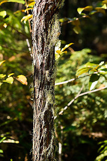 Branched lichen - tree, Andasibe, Madagascar Midday arrival at an Andasibe camp site that is typically used for local researchers. Exploring the area on a little solo macro tour, I found a cluster of trees all having these weird branched lichen on them. 
https://www.jungledragon.com/image/85971/branched_lichen_andasibe_madagascar.html
https://www.jungledragon.com/image/85974/branched_lichen_-_closeup_2_andasibe_madagascar.html
https://www.jungledragon.com/image/85973/branched_lichen_-_closeup_andasibe_madagascar.html Africa,Andasibe,Geotagged,Madagascar,Madagascar 2019,Winter,World