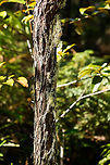 Branched lichen - tree, Andasibe, Madagascar Midday arrival at an Andasibe camp site that is typically used for local researchers. Exploring the area on a little solo macro tour, I found a cluster of trees all having these weird branched lichen on them. <br />
https://www.jungledragon.com/image/85971/branched_lichen_andasibe_madagascar.html<br />
https://www.jungledragon.com/image/85974/branched_lichen_-_closeup_2_andasibe_madagascar.html<br />
https://www.jungledragon.com/image/85973/branched_lichen_-_closeup_andasibe_madagascar.html Africa,Andasibe,Geotagged,Madagascar,Madagascar 2019,Winter,World