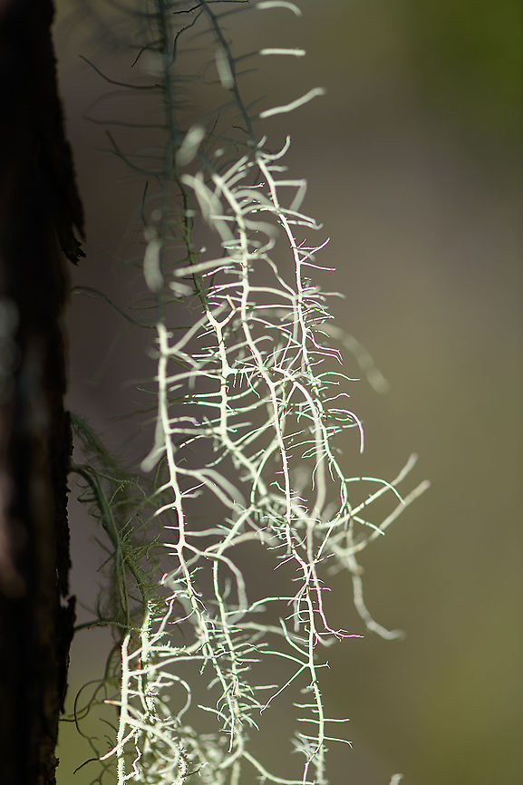 Bearded lichen (usnea sp.) - closeup, Andasibe, Madagascar Midday arrival at an Andasibe camp site that is typically used for local researchers. Exploring the area on a little solo macro tour, I found a cluster of trees all having these weird branched lichen on them. <br />
<figure class="photo"><a href="https://www.jungledragon.com/image/85971/bearded_lichen_usnea_sp._andasibe_madagascar.html" title="Bearded lichen (usnea sp.), Andasibe, Madagascar"><img src="https://s3.amazonaws.com/media.jungledragon.com/images/2/85971_thumb.jpg?AWSAccessKeyId=05GMT0V3GWVNE7GGM1R2&Expires=1770854410&Signature=wbc5%2B3Z5J7gEqu43saCcUGj0jtg%3D" width="114" height="152" alt="Bearded lichen (usnea sp.), Andasibe, Madagascar Midday arrival at an Andasibe camp site that is typically used for local researchers. Exploring the area on a little solo macro tour, I found a cluster of trees all having these weird branched lichen on them. <br />
https://www.jungledragon.com/image/85972/branched_lichen_-_tree_andasibe_madagascar.html<br />
https://www.jungledragon.com/image/85974/branched_lichen_-_closeup_2_andasibe_madagascar.html<br />
https://www.jungledragon.com/image/85973/branched_lichen_-_closeup_andasibe_madagascar.html Africa,Andasibe,Geotagged,Madagascar,Madagascar 2019,Winter,World" /></a></figure><br />
<figure class="photo"><a href="https://www.jungledragon.com/image/85972/branched_lichen_-_tree_andasibe_madagascar.html" title="Branched lichen - tree, Andasibe, Madagascar"><img src="https://s3.amazonaws.com/media.jungledragon.com/images/2/85972_thumb.jpg?AWSAccessKeyId=05GMT0V3GWVNE7GGM1R2&Expires=1770854410&Signature=d3ZQn0kokDDSarRlwSUKwYrRY8E%3D" width="102" height="152" alt="Branched lichen - tree, Andasibe, Madagascar Midday arrival at an Andasibe camp site that is typically used for local researchers. Exploring the area on a little solo macro tour, I found a cluster of trees all having these weird branched lichen on them. <br />
https://www.jungledragon.com/image/85971/branched_lichen_andasibe_madagascar.html<br />
https://www.jungledragon.com/image/85974/branched_lichen_-_closeup_2_andasibe_madagascar.html<br />
https://www.jungledragon.com/image/85973/branched_lichen_-_closeup_andasibe_madagascar.html Africa,Andasibe,Geotagged,Madagascar,Madagascar 2019,Winter,World" /></a></figure><br />
<figure class="photo"><a href="https://www.jungledragon.com/image/85974/bearded_lichen_usnea_sp._-_closeup_2_andasibe_madagascar.html" title="Bearded lichen (usnea sp.) - closeup 2, Andasibe, Madagascar"><img src="https://s3.amazonaws.com/media.jungledragon.com/images/2/85974_thumb.jpg?AWSAccessKeyId=05GMT0V3GWVNE7GGM1R2&Expires=1770854410&Signature=zJpqVJ48nUMGjUsRVpTzThJATm4%3D" width="104" height="152" alt="Bearded lichen (usnea sp.) - closeup 2, Andasibe, Madagascar Midday arrival at an Andasibe camp site that is typically used for local researchers. Exploring the area on a little solo macro tour, I found a cluster of trees all having these weird branched lichen on them. <br />
https://www.jungledragon.com/image/85971/branched_lichen_andasibe_madagascar.html<br />
https://www.jungledragon.com/image/85972/branched_lichen_-_tree_andasibe_madagascar.html<br />
https://www.jungledragon.com/image/85973/branched_lichen_-_closeup_andasibe_madagascar.html Africa,Andasibe,Geotagged,Madagascar,Madagascar 2019,Winter,World" /></a></figure> Africa,Andasibe,Geotagged,Madagascar,Madagascar 2019,Winter,World
