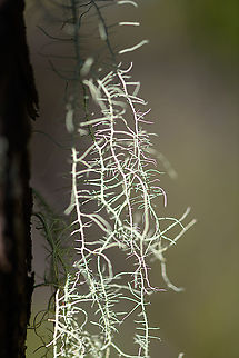 Bearded lichen (usnea sp.) - closeup, Andasibe, Madagascar Midday arrival at an Andasibe camp site that is typically used for local researchers. Exploring the area on a little solo macro tour, I found a cluster of trees all having these weird branched lichen on them. 
https://www.jungledragon.com/image/85971/branched_lichen_andasibe_madagascar.html
https://www.jungledragon.com/image/85972/branched_lichen_-_tree_andasibe_madagascar.html
https://www.jungledragon.com/image/85974/branched_lichen_-_closeup_2_andasibe_madagascar.html Africa,Andasibe,Geotagged,Madagascar,Madagascar 2019,Winter,World