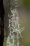 Bearded lichen (usnea sp.) - closeup, Andasibe, Madagascar Midday arrival at an Andasibe camp site that is typically used for local researchers. Exploring the area on a little solo macro tour, I found a cluster of trees all having these weird branched lichen on them. <br />
https://www.jungledragon.com/image/85971/branched_lichen_andasibe_madagascar.html<br />
https://www.jungledragon.com/image/85972/branched_lichen_-_tree_andasibe_madagascar.html<br />
https://www.jungledragon.com/image/85974/branched_lichen_-_closeup_2_andasibe_madagascar.html Africa,Andasibe,Geotagged,Madagascar,Madagascar 2019,Winter,World