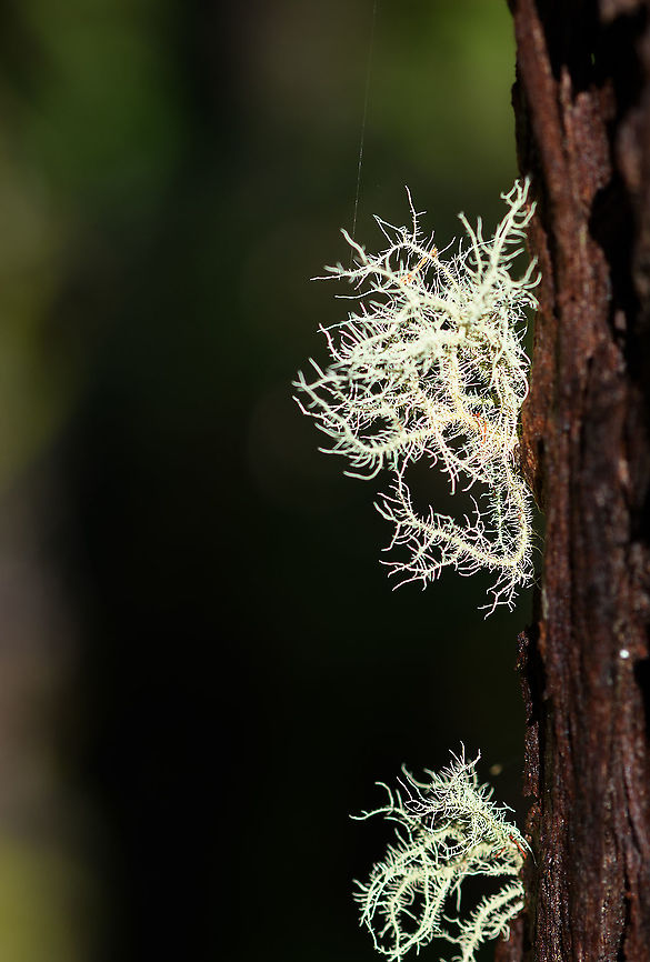 Bearded lichen (usnea sp.) - closeup 2, Andasibe, Madagascar Midday arrival at an Andasibe camp site that is typically used for local researchers. Exploring the area on a little solo macro tour, I found a cluster of trees all having these weird branched lichen on them. <br />
<figure class="photo"><a href="https://www.jungledragon.com/image/85971/bearded_lichen_usnea_sp._andasibe_madagascar.html" title="Bearded lichen (usnea sp.), Andasibe, Madagascar"><img src="https://s3.amazonaws.com/media.jungledragon.com/images/2/85971_thumb.jpg?AWSAccessKeyId=05GMT0V3GWVNE7GGM1R2&Expires=1759968010&Signature=LZNRtRYHKnl7e7VKfmwVdV3hcn4%3D" width="114" height="152" alt="Bearded lichen (usnea sp.), Andasibe, Madagascar Midday arrival at an Andasibe camp site that is typically used for local researchers. Exploring the area on a little solo macro tour, I found a cluster of trees all having these weird branched lichen on them. <br />
https://www.jungledragon.com/image/85972/branched_lichen_-_tree_andasibe_madagascar.html<br />
https://www.jungledragon.com/image/85974/branched_lichen_-_closeup_2_andasibe_madagascar.html<br />
https://www.jungledragon.com/image/85973/branched_lichen_-_closeup_andasibe_madagascar.html Africa,Andasibe,Geotagged,Madagascar,Madagascar 2019,Winter,World" /></a></figure><br />
<figure class="photo"><a href="https://www.jungledragon.com/image/85972/branched_lichen_-_tree_andasibe_madagascar.html" title="Branched lichen - tree, Andasibe, Madagascar"><img src="https://s3.amazonaws.com/media.jungledragon.com/images/2/85972_thumb.jpg?AWSAccessKeyId=05GMT0V3GWVNE7GGM1R2&Expires=1759968010&Signature=AuBWpH5P8Bm6zk1g4q2cWlYxYvc%3D" width="102" height="152" alt="Branched lichen - tree, Andasibe, Madagascar Midday arrival at an Andasibe camp site that is typically used for local researchers. Exploring the area on a little solo macro tour, I found a cluster of trees all having these weird branched lichen on them. <br />
https://www.jungledragon.com/image/85971/branched_lichen_andasibe_madagascar.html<br />
https://www.jungledragon.com/image/85974/branched_lichen_-_closeup_2_andasibe_madagascar.html<br />
https://www.jungledragon.com/image/85973/branched_lichen_-_closeup_andasibe_madagascar.html Africa,Andasibe,Geotagged,Madagascar,Madagascar 2019,Winter,World" /></a></figure><br />
<figure class="photo"><a href="https://www.jungledragon.com/image/85973/bearded_lichen_usnea_sp._-_closeup_andasibe_madagascar.html" title="Bearded lichen (usnea sp.) - closeup, Andasibe, Madagascar"><img src="https://s3.amazonaws.com/media.jungledragon.com/images/2/85973_thumb.jpg?AWSAccessKeyId=05GMT0V3GWVNE7GGM1R2&Expires=1759968010&Signature=Yak2Wpjyh2B6JVHq9O8QDW95Vqc%3D" width="102" height="152" alt="Bearded lichen (usnea sp.) - closeup, Andasibe, Madagascar Midday arrival at an Andasibe camp site that is typically used for local researchers. Exploring the area on a little solo macro tour, I found a cluster of trees all having these weird branched lichen on them. <br />
https://www.jungledragon.com/image/85971/branched_lichen_andasibe_madagascar.html<br />
https://www.jungledragon.com/image/85972/branched_lichen_-_tree_andasibe_madagascar.html<br />
https://www.jungledragon.com/image/85974/branched_lichen_-_closeup_2_andasibe_madagascar.html Africa,Andasibe,Geotagged,Madagascar,Madagascar 2019,Winter,World" /></a></figure> Africa,Andasibe,Geotagged,Madagascar,Madagascar 2019,Winter,World