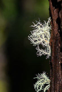 Bearded lichen (usnea sp.) - closeup 2, Andasibe, Madagascar Midday arrival at an Andasibe camp site that is typically used for local researchers. Exploring the area on a little solo macro tour, I found a cluster of trees all having these weird branched lichen on them. 
https://www.jungledragon.com/image/85971/branched_lichen_andasibe_madagascar.html
https://www.jungledragon.com/image/85972/branched_lichen_-_tree_andasibe_madagascar.html
https://www.jungledragon.com/image/85973/branched_lichen_-_closeup_andasibe_madagascar.html Africa,Andasibe,Geotagged,Madagascar,Madagascar 2019,Winter,World