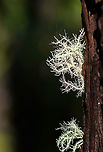 Bearded lichen (usnea sp.) - closeup 2, Andasibe, Madagascar Midday arrival at an Andasibe camp site that is typically used for local researchers. Exploring the area on a little solo macro tour, I found a cluster of trees all having these weird branched lichen on them. <br />
https://www.jungledragon.com/image/85971/branched_lichen_andasibe_madagascar.html<br />
https://www.jungledragon.com/image/85972/branched_lichen_-_tree_andasibe_madagascar.html<br />
https://www.jungledragon.com/image/85973/branched_lichen_-_closeup_andasibe_madagascar.html Africa,Andasibe,Geotagged,Madagascar,Madagascar 2019,Winter,World