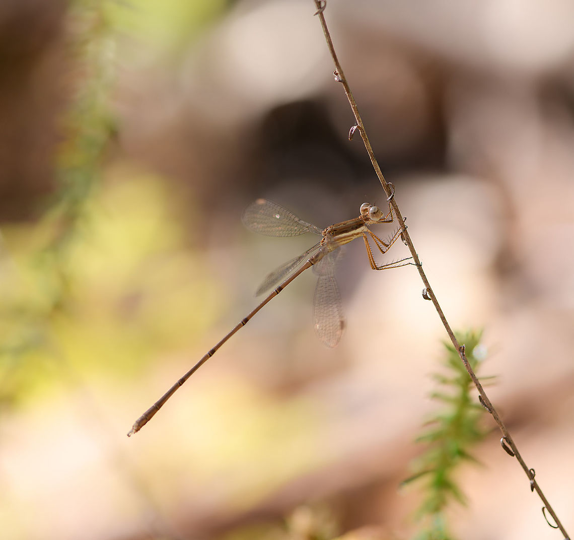 Ochre Spreadwing, Andasibe, Madagascar  Africa,Andasibe,Geotagged,Lestes ochraceus,Madagascar,Madagascar 2019,Winter,World
