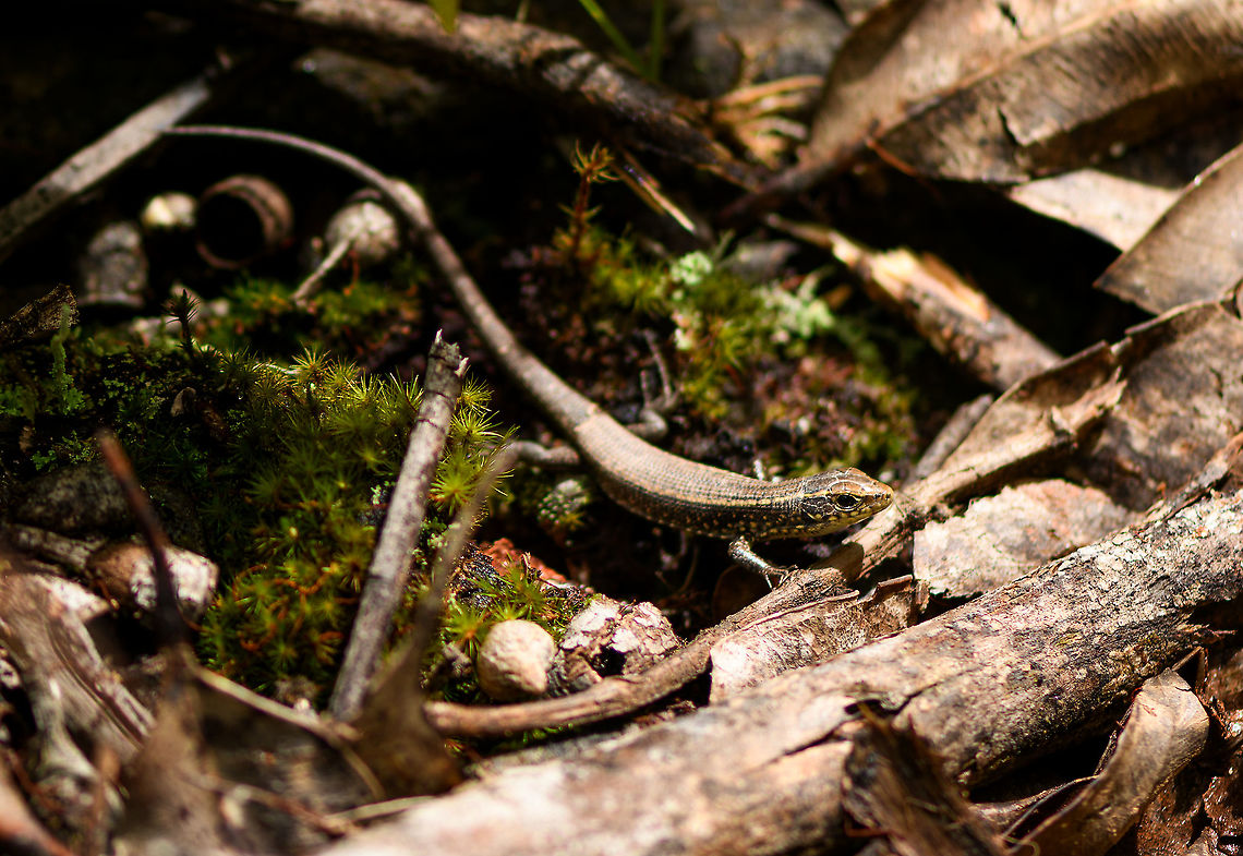 Madagascar girdled lizard, Andasibe, Madagascar A relatively common species throughout Madagascar. This particular individual was quite small, could be a juvenile. Found around an Andasibe camp site. Africa,Andasibe,Geotagged,Madagascar,Madagascar 2019,Madagascar girdled lizard,Winter,World,Zonosaurus madagascariensis
