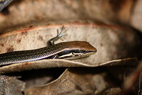 Madagascar girdled lizard - 2 - closeup, Andasibe, Madagascar A second individual found around an Andasibe camp site. It was easy to locate audibly as it moved through dry leafs, but it took quite a while to approach it carefully enough for some up close shots.
https://www.jungledragon.com/image/85990/madagascar_girdled_lizard_-_2_andasibe_madagascar.html
https://www.jungledragon.com/image/85989/madagascar_girdled_lizard_-_2_-_side_view_andasibe_madagascar.html
The other individual found a few minutes earlier:

https://www.jungledragon.com/image/85987/madagascar_girdled_lizard_andasibe_madagascar.html Africa,Andasibe,Geotagged,Madagascar,Madagascar 2019,Madagascar girdled lizard,Winter,World,Zonosaurus madagascariensis
