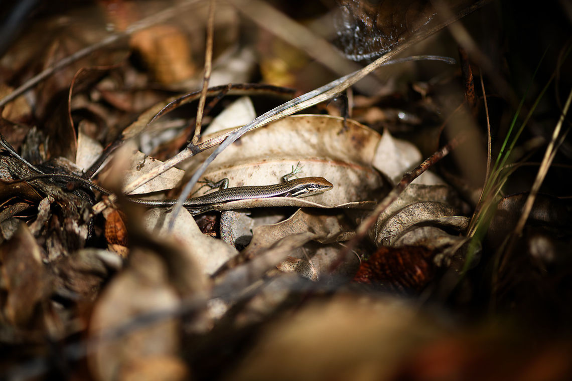 Madagascar girdled lizard - 2 - side view, Andasibe, Madagascar A second individual found around an Andasibe camp site. It was easy to locate audibly as it moved through dry leafs, but it took quite a while to approach it carefully enough for some up close shots.<br />
<figure class="photo"><a href="https://www.jungledragon.com/image/85990/madagascar_girdled_lizard_-_2_andasibe_madagascar.html" title="Madagascar girdled lizard - 2, Andasibe, Madagascar"><img src="https://s3.amazonaws.com/media.jungledragon.com/images/2/85990_thumb.jpg?AWSAccessKeyId=05GMT0V3GWVNE7GGM1R2&Expires=1770854410&Signature=xfukXR2WLT5qyPv39Csp25y%2FN4Q%3D" width="200" height="134" alt="Madagascar girdled lizard - 2, Andasibe, Madagascar A second individual found around an Andasibe camp site. It was easy to locate audibly as it moved through dry leafs, but it took quite a while to approach it carefully enough for some up close shots.<br />
https://www.jungledragon.com/image/85989/madagascar_girdled_lizard_-_2_-_side_view_andasibe_madagascar.html<br />
https://www.jungledragon.com/image/85988/madagascar_girdled_lizard_-_2_-_closeup_andasibe_madagascar.html<br />
The other individual found a few minutes earlier:<br />
<br />
https://www.jungledragon.com/image/85987/madagascar_girdled_lizard_andasibe_madagascar.html Africa,Andasibe,Geotagged,Madagascar,Madagascar 2019,Madagascar girdled lizard,Winter,World,Zonosaurus madagascariensis" /></a></figure><br />
<figure class="photo"><a href="https://www.jungledragon.com/image/85988/madagascar_girdled_lizard_-_2_-_closeup_andasibe_madagascar.html" title="Madagascar girdled lizard - 2 - closeup, Andasibe, Madagascar"><img src="https://s3.amazonaws.com/media.jungledragon.com/images/2/85988_thumb.jpg?AWSAccessKeyId=05GMT0V3GWVNE7GGM1R2&Expires=1770854410&Signature=hhEmV6bcSHXzRCNBVgYu398L0Jw%3D" width="200" height="134" alt="Madagascar girdled lizard - 2 - closeup, Andasibe, Madagascar A second individual found around an Andasibe camp site. It was easy to locate audibly as it moved through dry leafs, but it took quite a while to approach it carefully enough for some up close shots.<br />
https://www.jungledragon.com/image/85990/madagascar_girdled_lizard_-_2_andasibe_madagascar.html<br />
https://www.jungledragon.com/image/85989/madagascar_girdled_lizard_-_2_-_side_view_andasibe_madagascar.html<br />
The other individual found a few minutes earlier:<br />
<br />
https://www.jungledragon.com/image/85987/madagascar_girdled_lizard_andasibe_madagascar.html Africa,Andasibe,Geotagged,Madagascar,Madagascar 2019,Madagascar girdled lizard,Winter,World,Zonosaurus madagascariensis" /></a></figure><br />
The other individual found a few minutes earlier:<br />
<br />
<figure class="photo"><a href="https://www.jungledragon.com/image/85987/madagascar_girdled_lizard_andasibe_madagascar.html" title="Madagascar girdled lizard, Andasibe, Madagascar"><img src="https://s3.amazonaws.com/media.jungledragon.com/images/2/85987_thumb.jpg?AWSAccessKeyId=05GMT0V3GWVNE7GGM1R2&Expires=1770854410&Signature=eYl7gz%2BfgPXxAn%2FRCu2LxEFeTAs%3D" width="200" height="138" alt="Madagascar girdled lizard, Andasibe, Madagascar A relatively common species throughout Madagascar. This particular individual was quite small, could be a juvenile. Found around an Andasibe camp site. Africa,Andasibe,Geotagged,Madagascar,Madagascar 2019,Madagascar girdled lizard,Winter,World,Zonosaurus madagascariensis" /></a></figure> Africa,Andasibe,Geotagged,Madagascar,Madagascar 2019,Madagascar girdled lizard,Winter,World,Zonosaurus madagascariensis