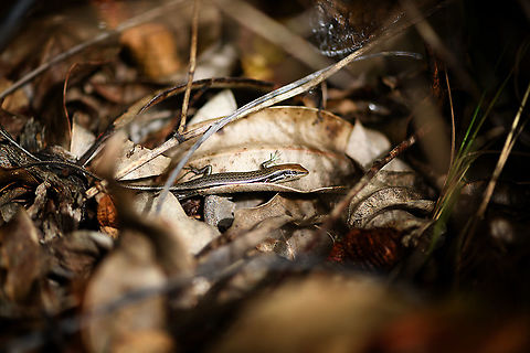 Madagascar girdled lizard - 2 - side view, Andasibe, Madagascar A second individual found around an Andasibe camp site. It was easy to locate audibly as it moved through dry leafs, but it took quite a while to approach it carefully enough for some up close shots.
https://www.jungledragon.com/image/85990/madagascar_girdled_lizard_-_2_andasibe_madagascar.html
https://www.jungledragon.com/image/85988/madagascar_girdled_lizard_-_2_-_closeup_andasibe_madagascar.html
The other individual found a few minutes earlier:

https://www.jungledragon.com/image/85987/madagascar_girdled_lizard_andasibe_madagascar.html Africa,Andasibe,Geotagged,Madagascar,Madagascar 2019,Madagascar girdled lizard,Winter,World,Zonosaurus madagascariensis