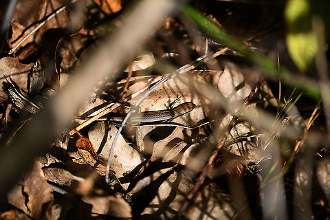Madagascar girdled lizard - 2, Andasibe, Madagascar A second individual found around an Andasibe camp site. It was easy to locate audibly as it moved through dry leafs, but it took quite a while to approach it carefully enough for some up close shots.
https://www.jungledragon.com/image/85989/madagascar_girdled_lizard_-_2_-_side_view_andasibe_madagascar.html
https://www.jungledragon.com/image/85988/madagascar_girdled_lizard_-_2_-_closeup_andasibe_madagascar.html
The other individual found a few minutes earlier:

https://www.jungledragon.com/image/85987/madagascar_girdled_lizard_andasibe_madagascar.html Africa,Andasibe,Geotagged,Madagascar,Madagascar 2019,Madagascar girdled lizard,Winter,World,Zonosaurus madagascariensis