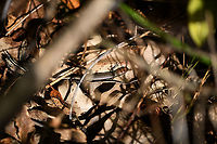 Madagascar girdled lizard - 2, Andasibe, Madagascar A second individual found around an Andasibe camp site. It was easy to locate audibly as it moved through dry leafs, but it took quite a while to approach it carefully enough for some up close shots.<br />
https://www.jungledragon.com/image/85989/madagascar_girdled_lizard_-_2_-_side_view_andasibe_madagascar.html<br />
https://www.jungledragon.com/image/85988/madagascar_girdled_lizard_-_2_-_closeup_andasibe_madagascar.html<br />
The other individual found a few minutes earlier:<br />
<br />
https://www.jungledragon.com/image/85987/madagascar_girdled_lizard_andasibe_madagascar.html Africa,Andasibe,Geotagged,Madagascar,Madagascar 2019,Madagascar girdled lizard,Winter,World,Zonosaurus madagascariensis