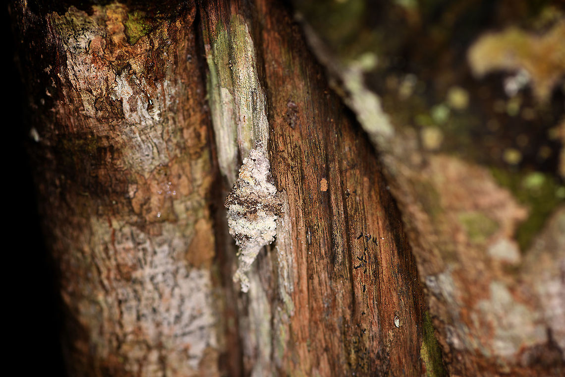 Bagworm moth, Andasibe, Madagascar This looks to me like a bagworm moth, but not 100% sure. Some examples of bagworms:<br />
<a href="https://www.jungledragon.com/wildlife/photos/animalia/arthropoda/insecta/lepidoptera/psychidae" rel="nofollow">https://www.jungledragon.com/wildlife/photos/animalia/arthropoda/insecta/lepidoptera/psychidae</a> Africa,Andasibe,Madagascar,Madagascar 2019,World
