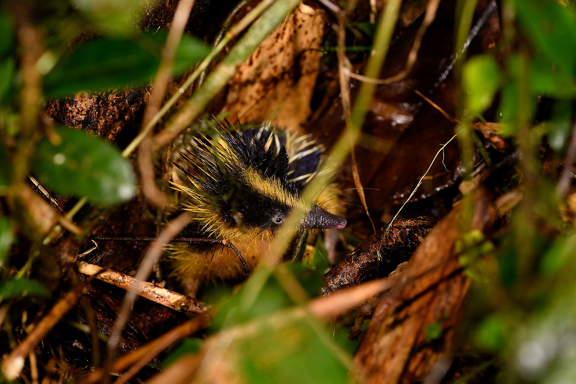 Lowland streaked tenrec, Andasibe, Madagascar Found at the start of a lengthy night hike in an Andasibe camp site. Allegedly they are rare to see in winter. This species is very easy to recognize from its yellow streaks. There&#039;s a lot of interesting morphological  facts regarding this species, but most are rather complex and technical. Therefore, I&#039;ll limit it to the most spectacular fact: this is the only mammal species known in the world that uses Stridulation for generating sounds. <br />
<br />
Stridulation is the production of sound by moving body parts together, common in insects and in some birds, yet this is the only mammal to do it. Specifically, this species rubs it spines together to produce a sound when threatened.<br />
<br />
This species is also known for always having at least one obstructing element in front of its face, example from 4 years earlier:<br />
<figure class="photo"><a href="https://www.jungledragon.com/image/33360/lowland_streaked_tenrec_in_maroantsetra_madagascar.html" title="Lowland streaked tenrec in Maroantsetra, Madagascar"><img src="https://s3.amazonaws.com/media.jungledragon.com/images/2/33360_thumb.jpg?AWSAccessKeyId=05GMT0V3GWVNE7GGM1R2&Expires=1759968010&Signature=noPazotLyUnFpqmO8UaMeO0dN%2F8%3D" width="200" height="154" alt="Lowland streaked tenrec in Maroantsetra, Madagascar Yes, I&#039;m definitely cursing at that grass blocking its face, but this is the only photo I have of this species. We found it when returning from dinner and walking back to our lodge at the beach in Maroantsetra. They are quite active and fast and keep changing direction, making them hard to photograph. <br />
<br />
Tenrecs are a very interesting and diverse family of mammals of which most only occur in Madagascar, yet somehow their isolated evolution led to features we recognize in other places and species. This one has a lot in common with hedgehogs, for example.<br />
<br />
Fun fact for this particular streaked tenrec species: it is the only mammal in the world known to produce sound by rubbing body parts together, a process called stridulation. They vibrate their quills to communicate with others.<br />
<br />
One minute after this capture and only a few meters apart, we found the arch enemy of all tenrecs:<br />
http://www.jungledragon.com/image/33363/madagascar_night_snake_madagascarophis_colubrinus.html Africa,Geotagged,Hemicentetes semispinosus,Lowland streaked tenrec,Madagascar,Madagascar North,Maroantsetra,Spring,World" /></a></figure> Africa,Andasibe,Geotagged,Hemicentetes semispinosus,Lowland streaked tenrec,Madagascar,Madagascar 2019,Winter,World