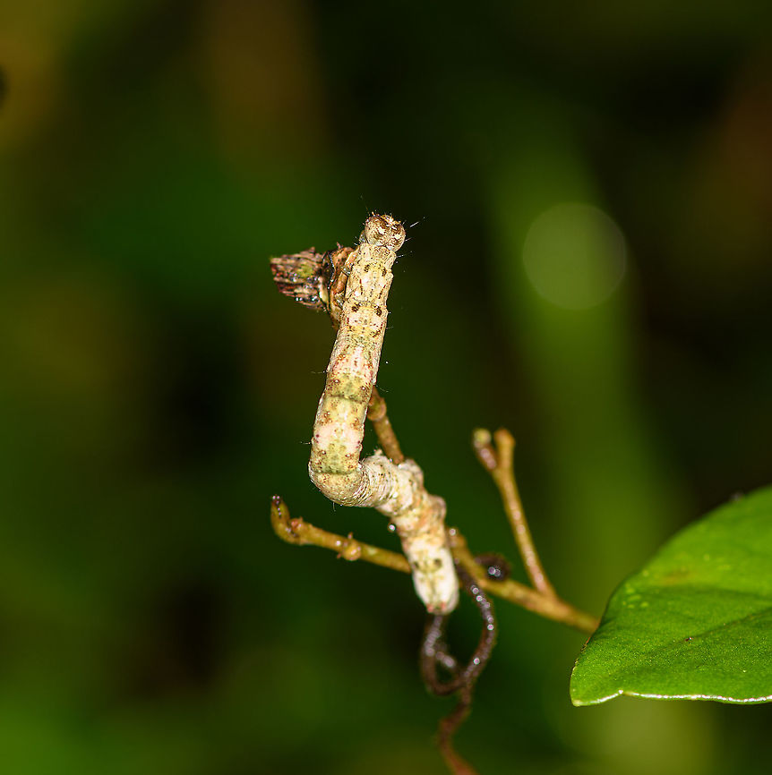 Larvae on tree branch, Andasibe, Madagascar Could be the larva of a moth, unsure due to this angle. It seems to have at least 3 pairs of front legs. Africa,Andasibe,Madagascar,Madagascar 2019,World