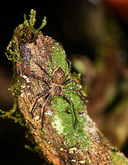 Wandering spider, Andasibe, Madagascar Found during a night tour in Andasibe. Africa,Andasibe,Geotagged,Madagascar,Madagascar 2019,Winter,World