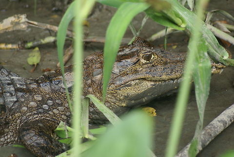 Baby Crocodile Even crododiles can look cute. American Crocodile,Baby,Costa Rica,Crocodile,Crocodylus acutus