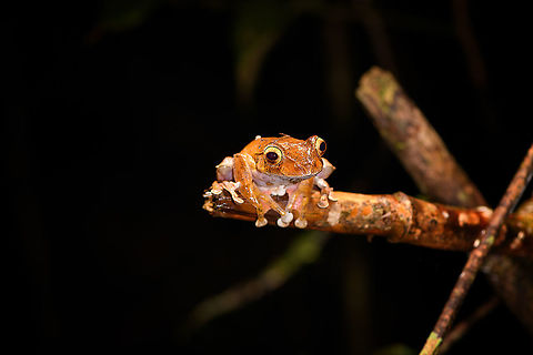 Boophis roseipalmatus, Andasibe, Madagascar This was first suggested as Boophis madagascariensis. However, a leading expert in Madagascar amphibians (Dr Mark D. Scherz) thinks it is Boophis roseipalmatus instead. Which would be surprising as Boophis roseipalmatus has only been described in 2010 as a species from the north. It is not expected to occur here in Andasibe.

I'm tentatively ID-ing it as Boophis madagascariensis because Mark's judgement carries a lot of weight. Should in the follow-up anything change, I will update the ID.
https://www.jungledragon.com/image/86011/boophis_roseipalmatus_-_closeup_andasibe_madagascar.html Africa,Andasibe,Boophis roseipalmatus,Geotagged,Madagascar,Madagascar 2019,Winter,World